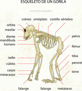 Esqueleto de un gorila (Diccionario visual)